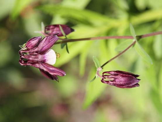 Promesse de Fleurs - Ancolie William Guiness - Aquilegia vulgaris William Guiness Godet de 8/9 cm - Image 1