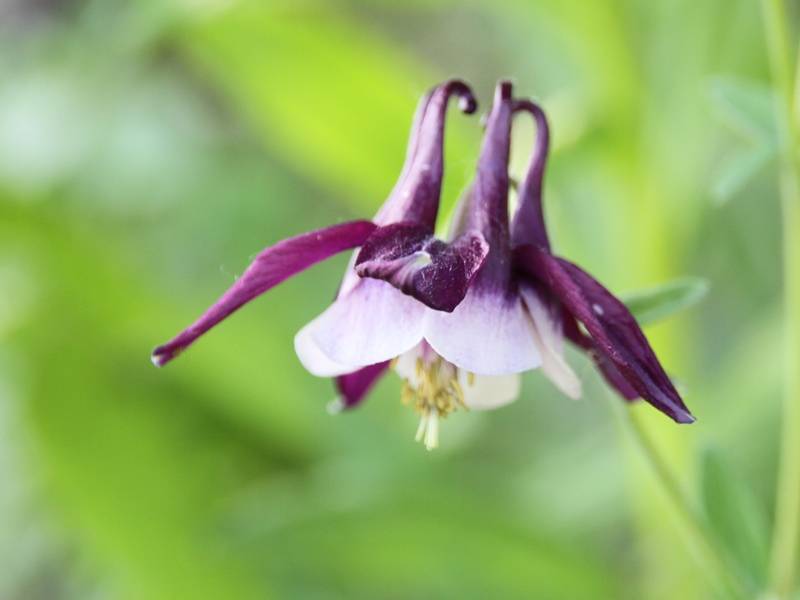 Promesse de Fleurs - Ancolie William Guiness - Aquilegia vulgaris William Guiness Godet de 8/9 cm - Image 2