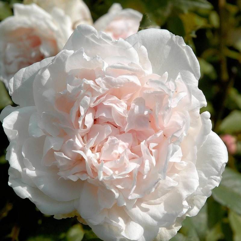 Rosier grimpant Mme Alfred Carrière à fleurs Rose/Blanche - feuillage Caduc - Pot de 3L - 20/40 cm - Image 4