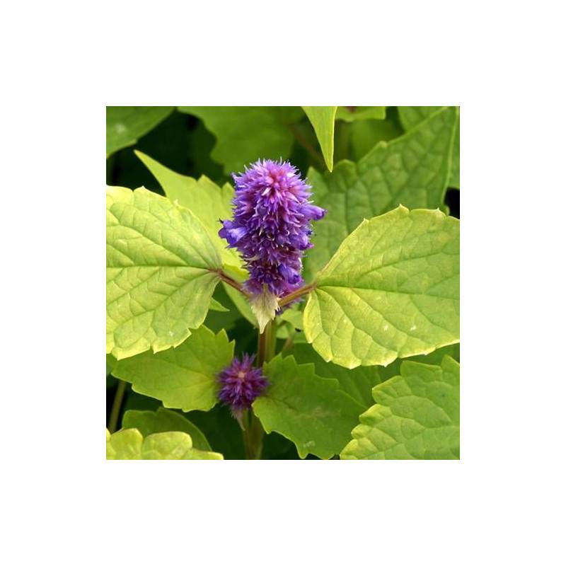 Agastache Golden Jubilée à fleurs Bleue - feuillage Caduc - Godet - 5/20 cm-  hauteur à maturité De 0,50 m à 1,00 m - Image 1
