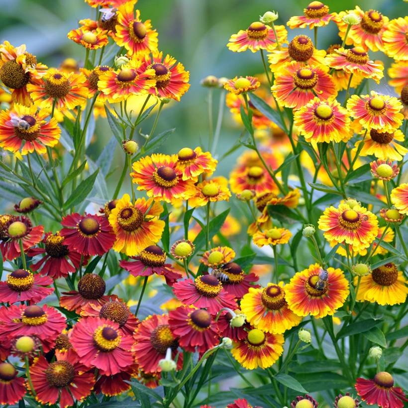 Promesse de Fleurs - Graines d'Helenium autumnale Red & Gold Hybrids - Hélénie d'automne le sachet de 350 graines environ (0,1g)