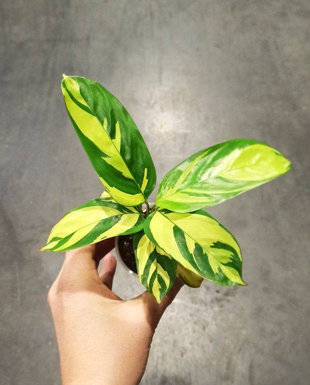 Ctenanthe Lubbersiana Golden Mosaic Small D. 6cm H. 15cm - Plante d'intérieur - IndoorPoppies - Image 2