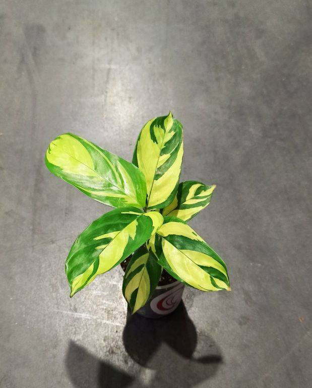Ctenanthe Lubbersiana Golden Mosaic Small D. 6cm H. 15cm - Plante d'intérieur - IndoorPoppies - Image 1