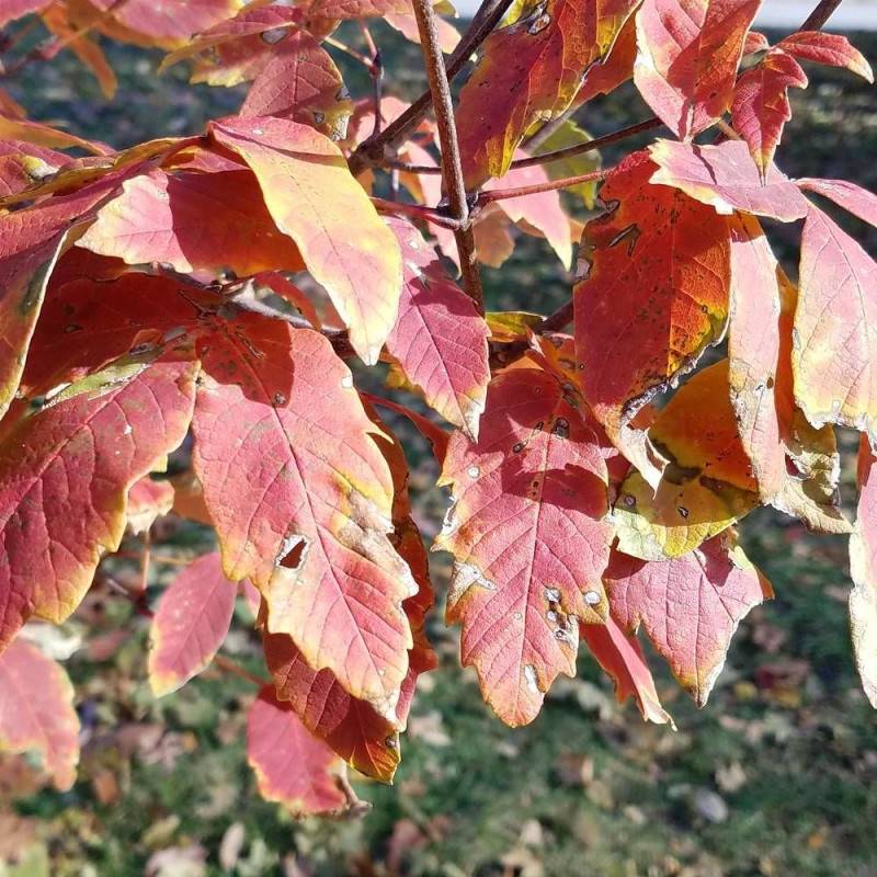 Érable à écorce de papier, érable cannelle, Acer griseum - Pot de 10L - 80/100 cm - Image 4