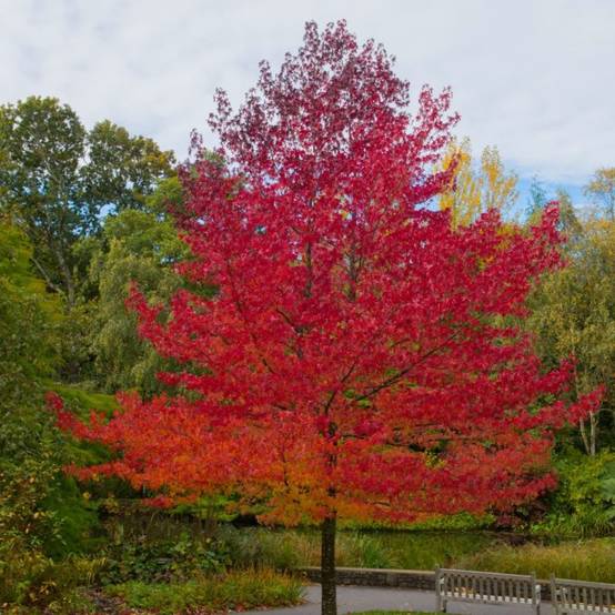 Copalme d'Amérique (Liquidambar styraciflua) - Godet - Taille 20/40cm - Pépinières Naudet - Image 1