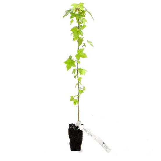 Copalme d'Amérique (Liquidambar styraciflua) - Godet - Taille 20/40cm - Pépinières Naudet - Image 3