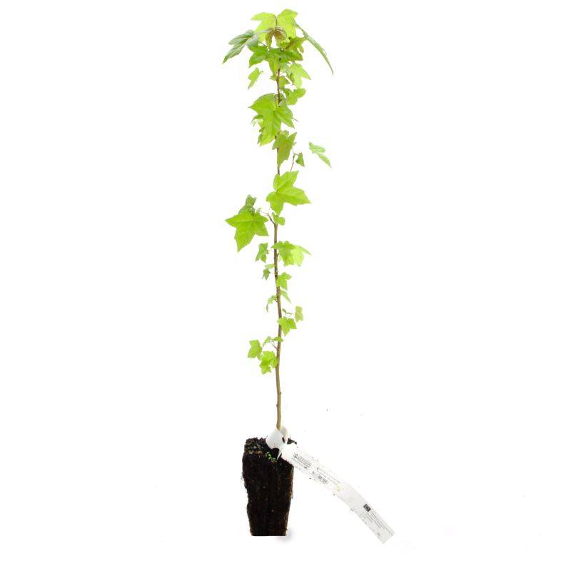 Copalme d'Amérique (Liquidambar styraciflua) - Godet - Taille 20/40cm - Pépinières Naudet - Image 3