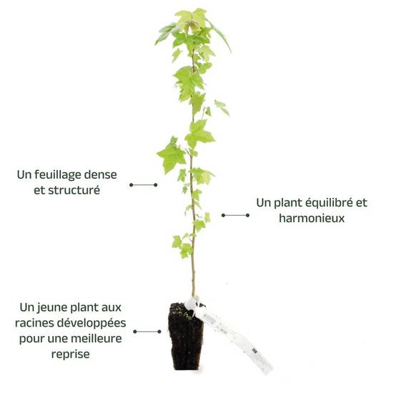 Copalme d'Amérique (Liquidambar styraciflua) - Godet - Taille 20/40cm - Pépinières Naudet - Image 4