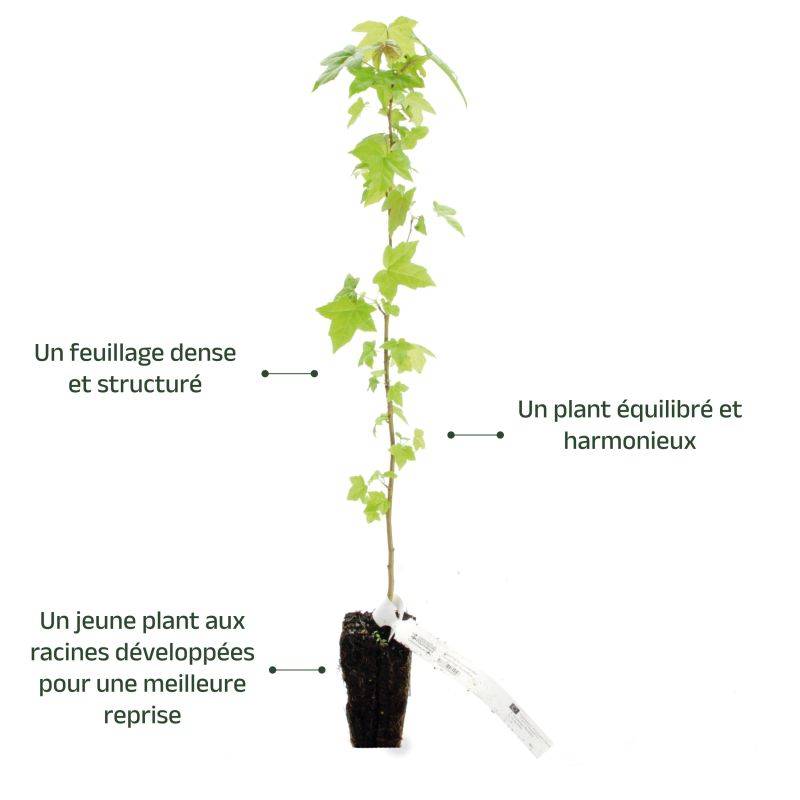 Copalme d'Amérique (Liquidambar styraciflua) - Godet - Taille 20/40cm - Pépinières Naudet - Image 4