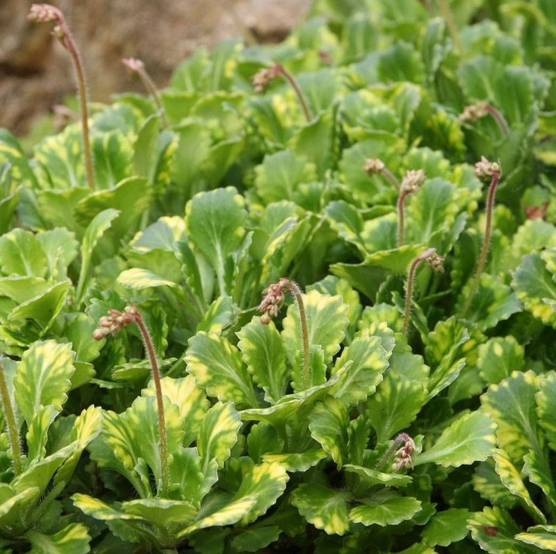 Saxifraga umbrosa Variegata  Godet de 8/9 cm
