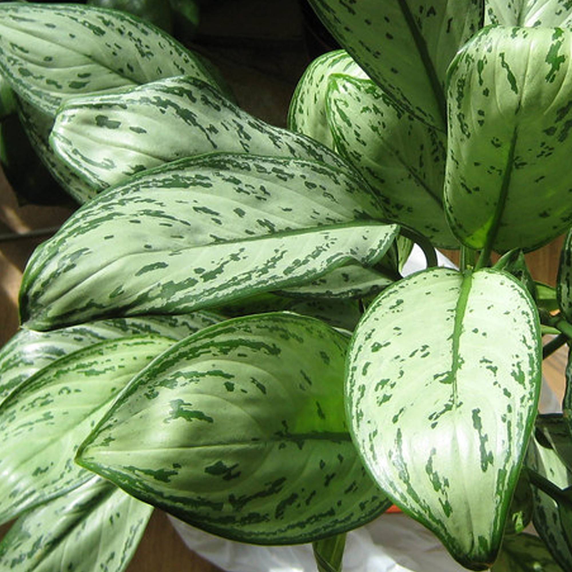 Gardenersdream - 1 Aglaonema Maria Christina | Plante D’Intérieur Plante Chinoise À Feuilles Persistantes (25-35 Cm En Pot) - GardenersDream - Image 3