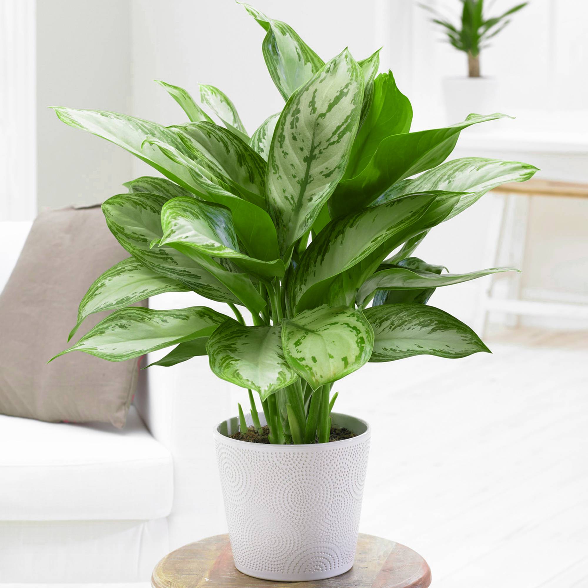 Gardenersdream - 1 Aglaonema Maria Christina | Plante D’Intérieur Plante Chinoise À Feuilles Persistantes (25-35 Cm En Pot) - GardenersDream - Image 1