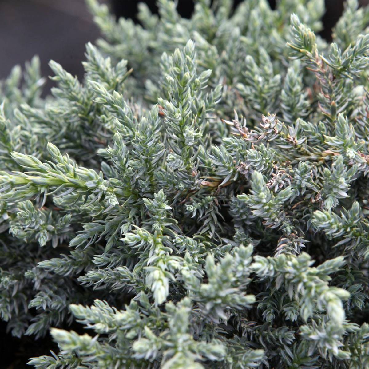 Promesse de Fleurs - Genévrier écailleux - Juniperus squamata Tropical Blue Pot de 2L/3L