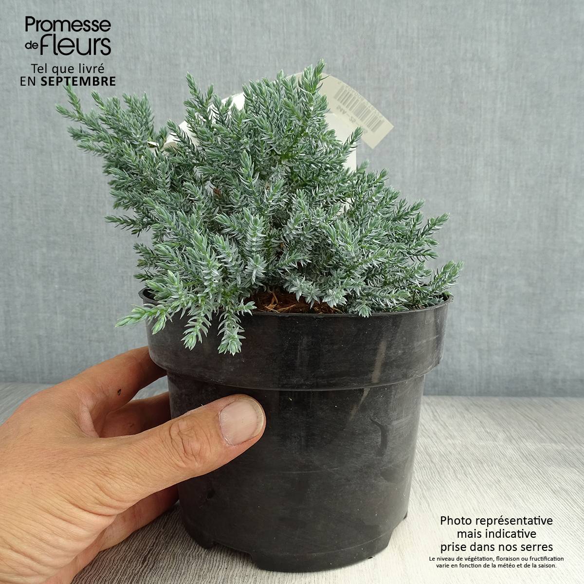 Promesse de Fleurs - Genévrier écailleux - Juniperus squamata Tropical Blue Pot de 2L/3L - Image 2