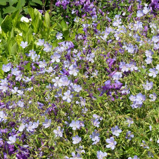 Geranium vivace Blue Cloud Godet de 8/9 cm