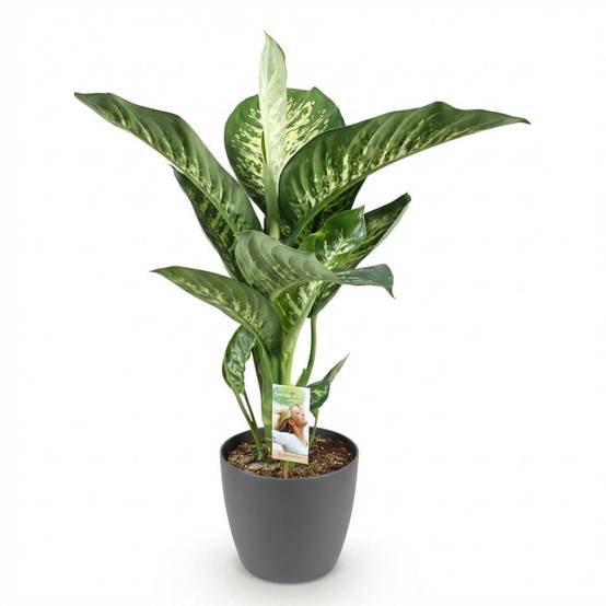 Diefenbachia Tropic Snow - H95cm - Image 4