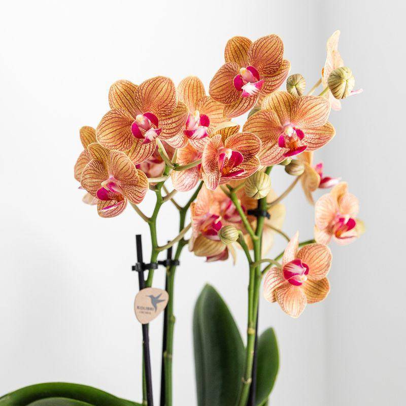 La Green Touch - Orchidée Jamaica et son pot- La Green Touch Blanc doré - Hauteur 35cm - Image 3
