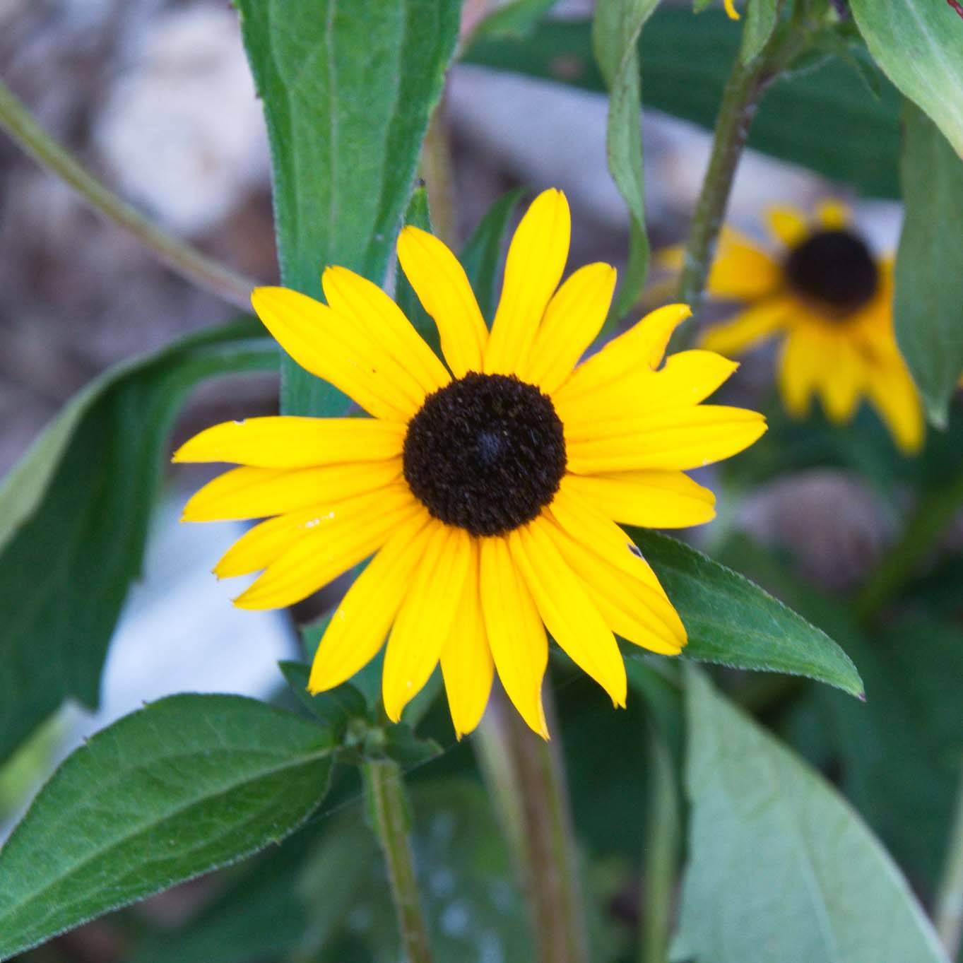 Rudbeckia fulgida Early Bird Gold Godet de 8/9 cm
