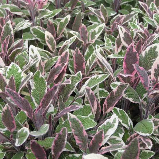 Promesse de Fleurs - Sauge officinale Tricolor - Salvia officinalis Godet de 7/8 cm