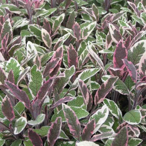 Promesse de Fleurs - Sauge officinale Tricolor - Salvia officinalis Godet de 7/8 cm