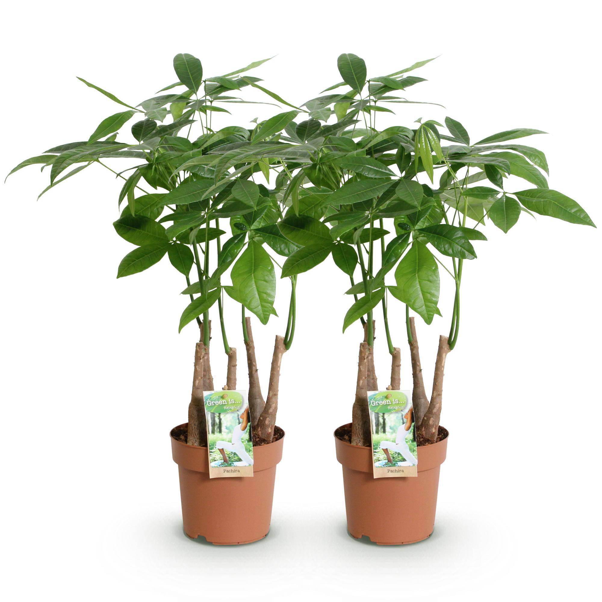 Pachira Aquatica plusieurs pieds - Arbre à argent - Pot de 17cm - Hauteur 50-55cm - 2 plantes - Sans cache-pot - Plantes d'intérieur - Image 2