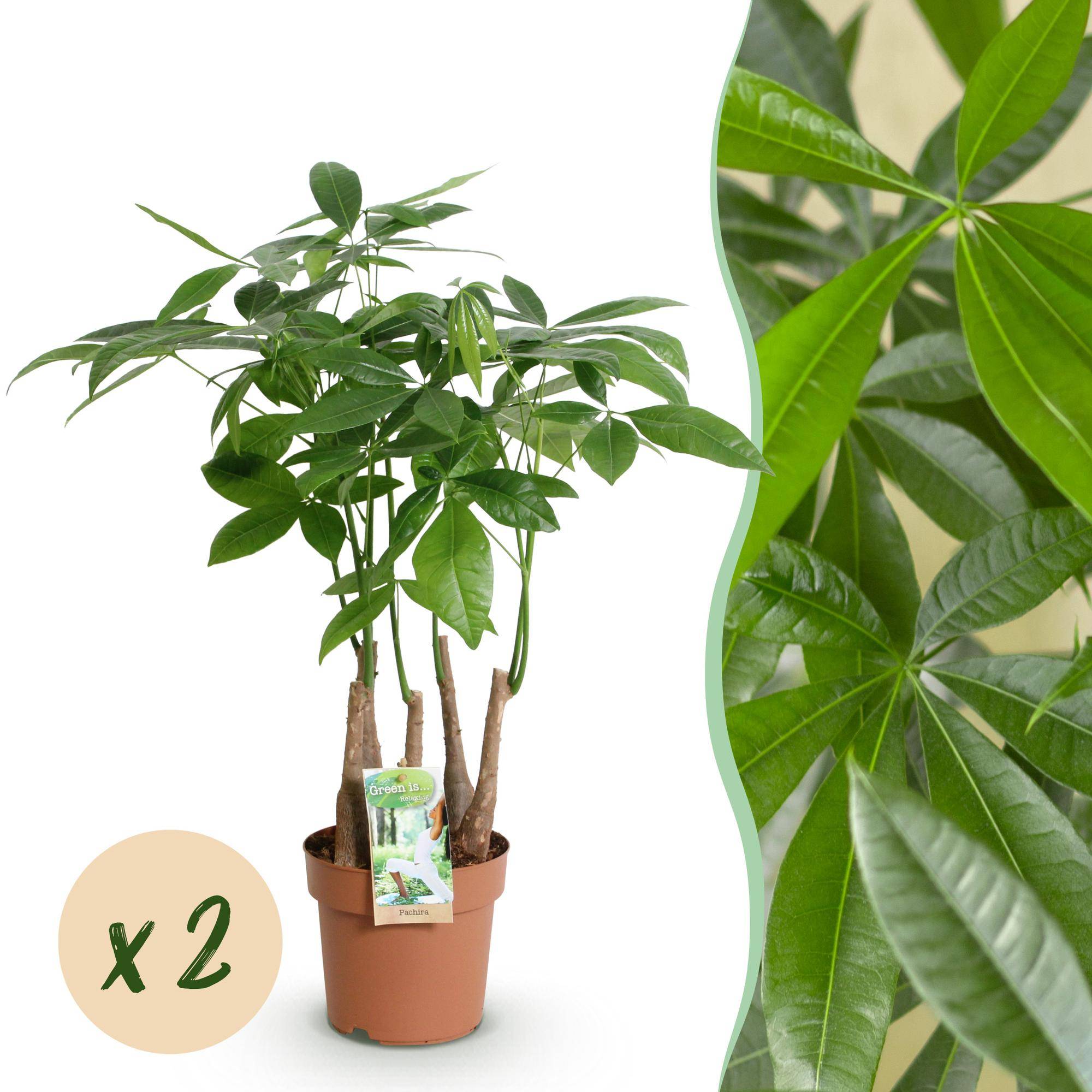 Pachira Aquatica plusieurs pieds - Arbre à argent - Pot de 17cm - Hauteur 50-55cm - 2 plantes - Sans cache-pot - Plantes d'intérieur - Image 1