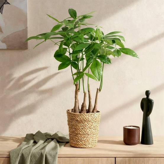 Pachira Aquatica plusieurs pieds - Arbre à argent - Pot de 17cm - Hauteur 50-55cm - 2 plantes - Sans cache-pot - Plantes d'intérieur - Image 4