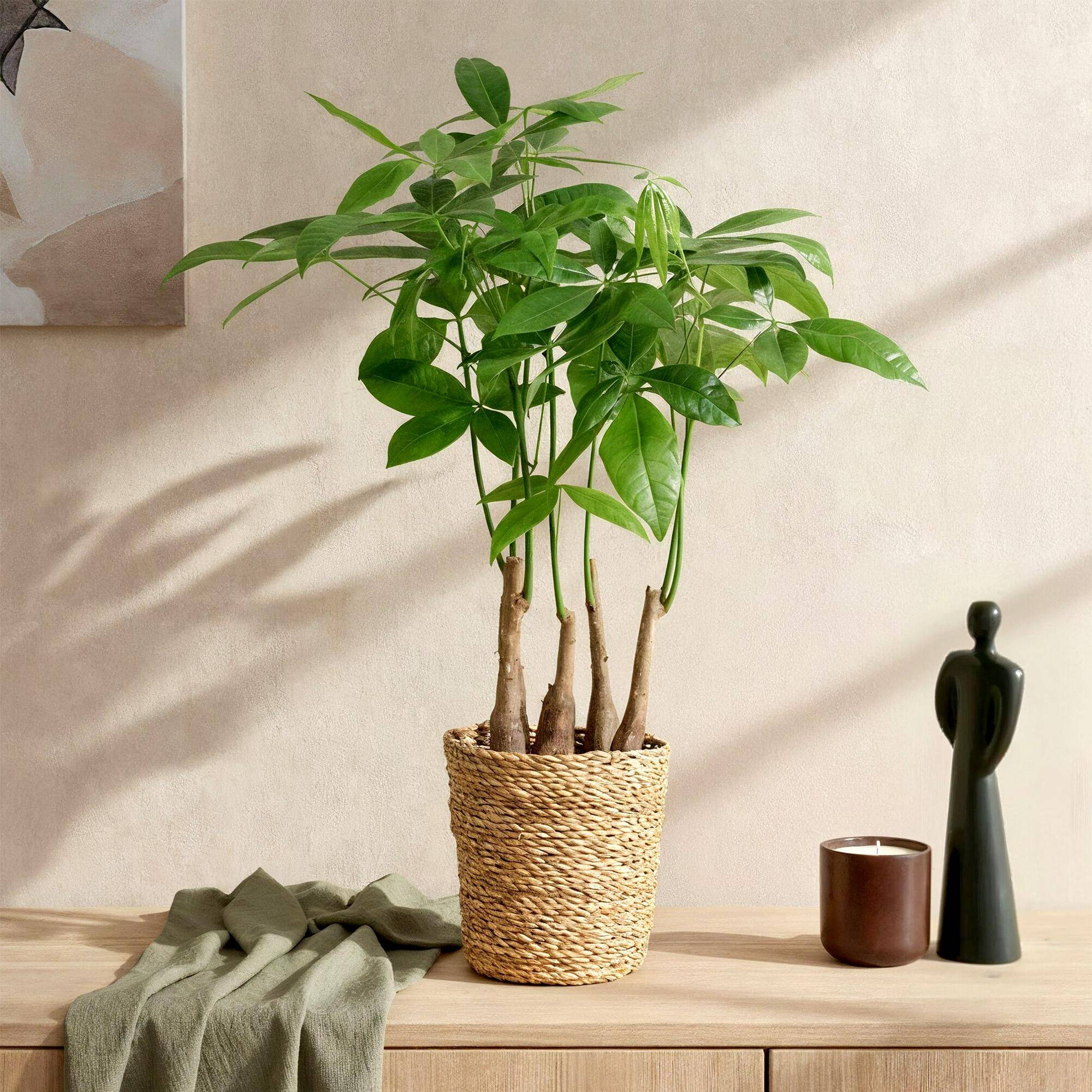 Pachira Aquatica plusieurs pieds - Arbre à argent - Pot de 17cm - Hauteur 50-55cm - 2 plantes - Sans cache-pot - Plantes d'intérieur - Image 4