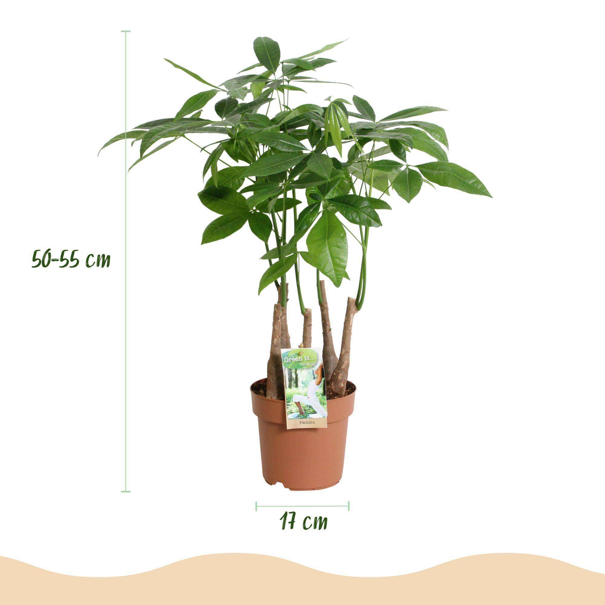 Pachira Aquatica plusieurs pieds - Arbre à argent - Pot de 17cm - Hauteur 50-55cm - 2 plantes - Sans cache-pot - Plantes d'intérieur - Image 3