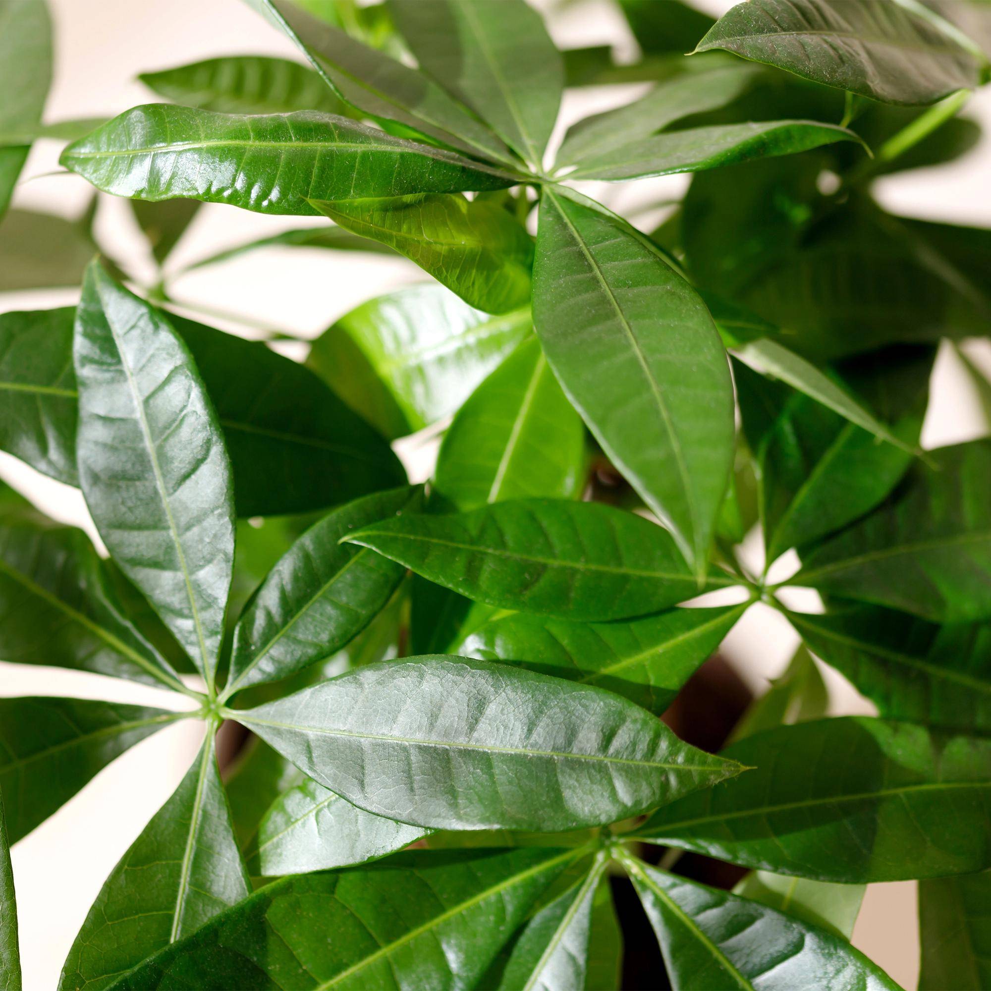Pachira Aquatica plusieurs pieds - Arbre à argent - Pot de 17cm - Hauteur 50-55cm - 2 plantes - Sans cache-pot - Plantes d'intérieur - Image 5