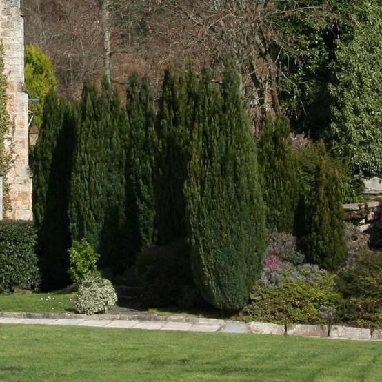 Chamaecyparis lawsoniana Elwoodii - Cyprès de Lawson Pot de 2L/3L - Image 1