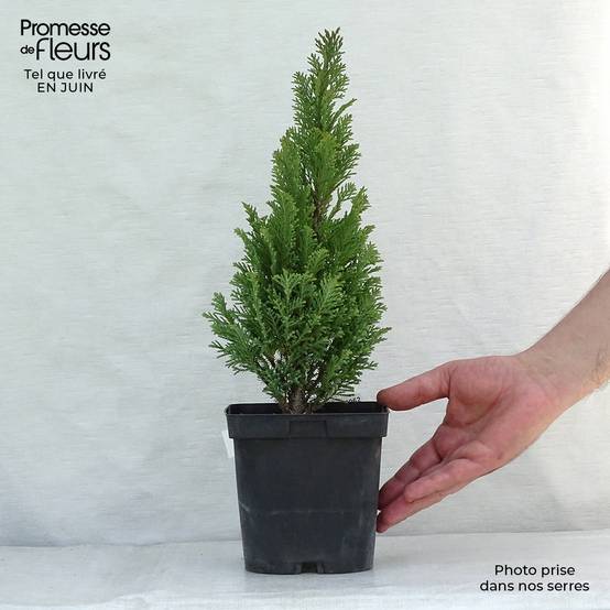 Chamaecyparis lawsoniana Elwoodii - Cyprès de Lawson Pot de 2L/3L - Image 2