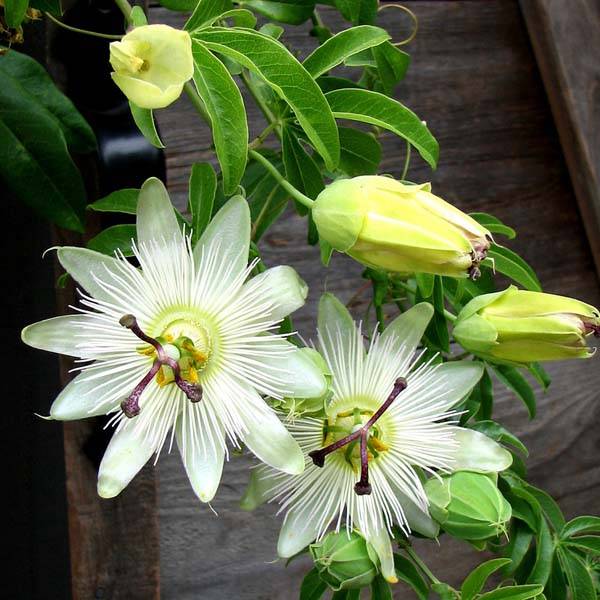 Promesse de Fleurs - Passiflore caerulea Constance Elliott - Fleur de la Passion blanche Pot de 2L/3L