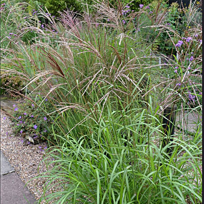 Miscanthus sinensis Emmanuel Lepage - Roseau de Chine Godet de 8/9 cm