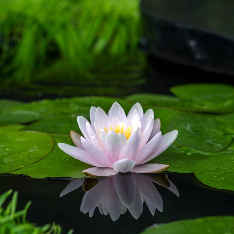 Promesse de Fleurs - Nymphaea Peter Slocum - Nénuphar rustique rose parme Pot de 3L/4L