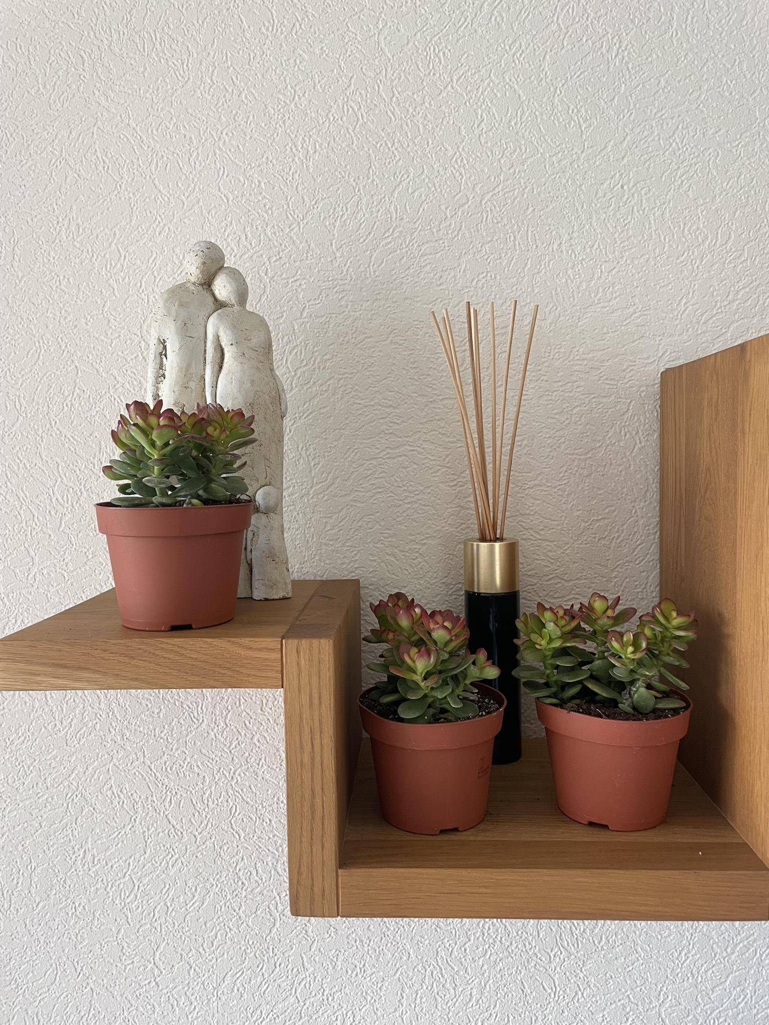 Crassula Minor - Lot de 3 Succulentes- La Green Touch - Image 3