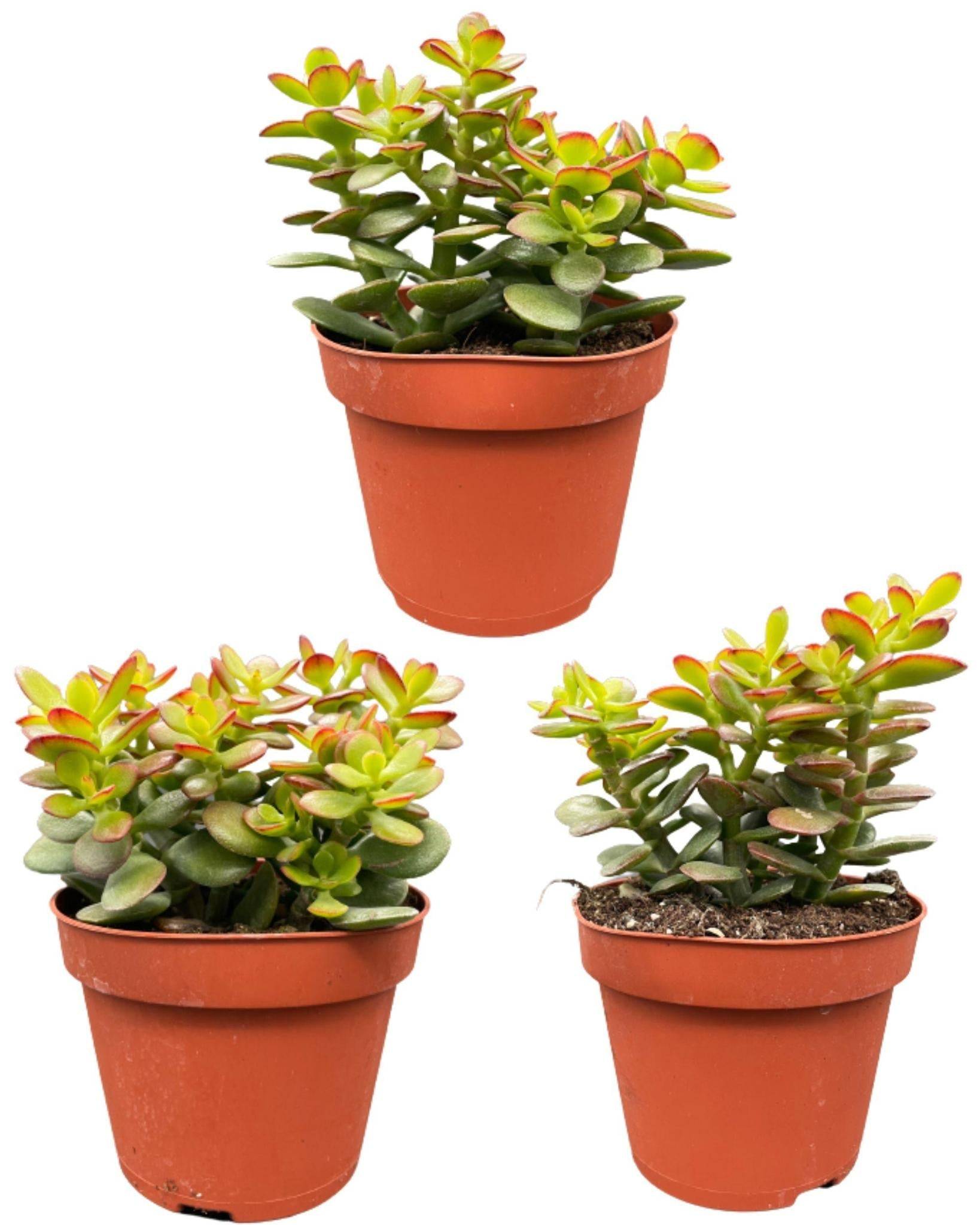 Crassula Minor - Lot de 3 Succulentes- La Green Touch - Image 1