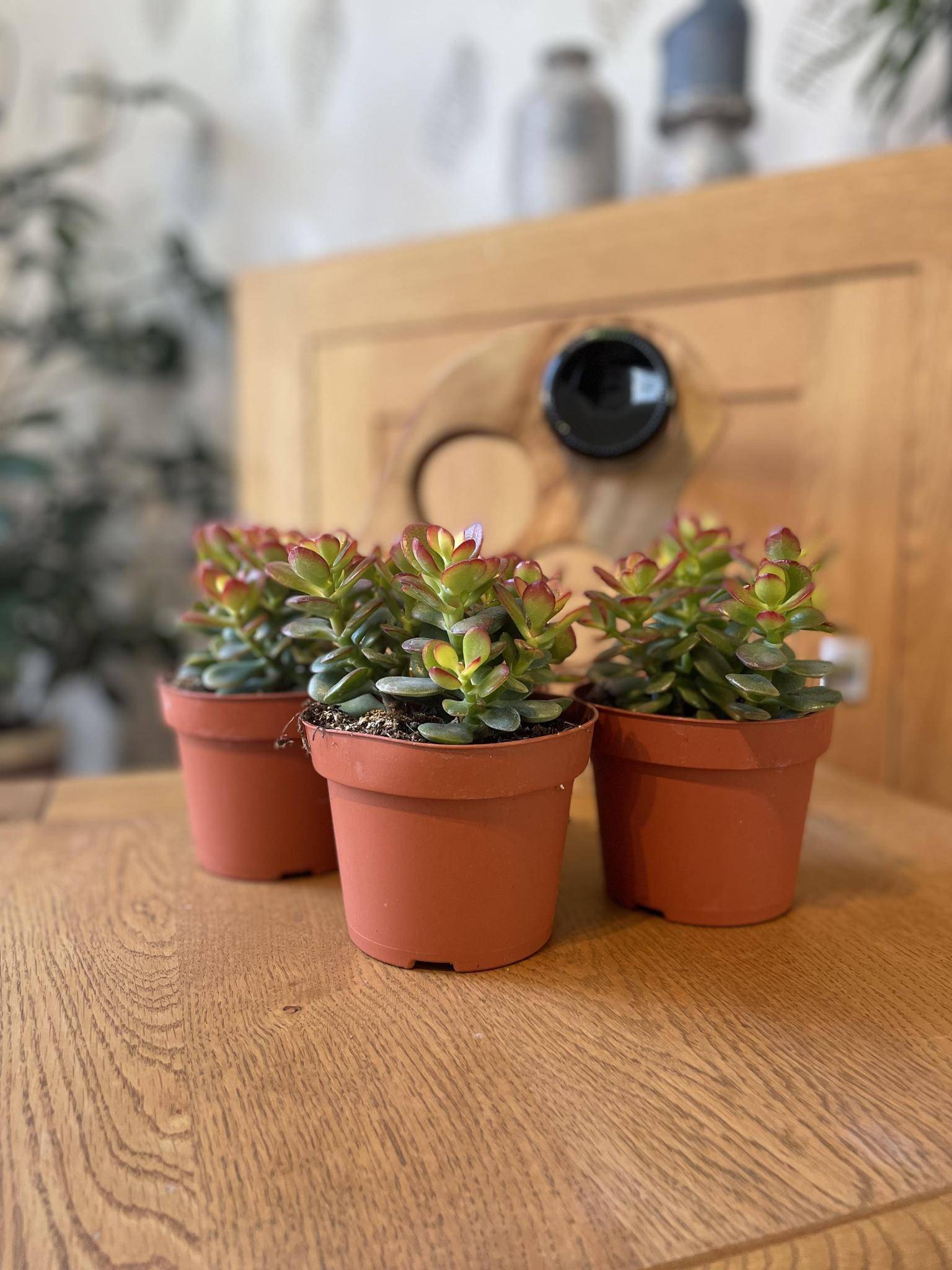 Crassula Minor - Lot de 3 Succulentes- La Green Touch - Image 2