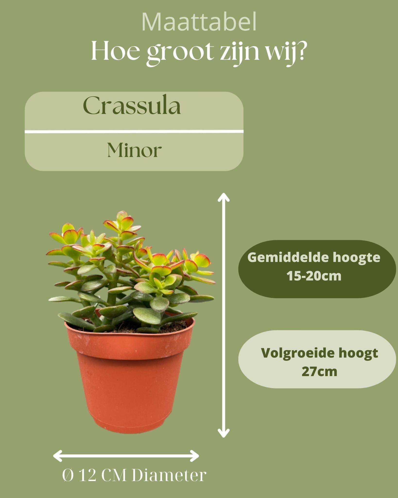 Crassula Minor - Lot de 3 Succulentes- La Green Touch - Image 4