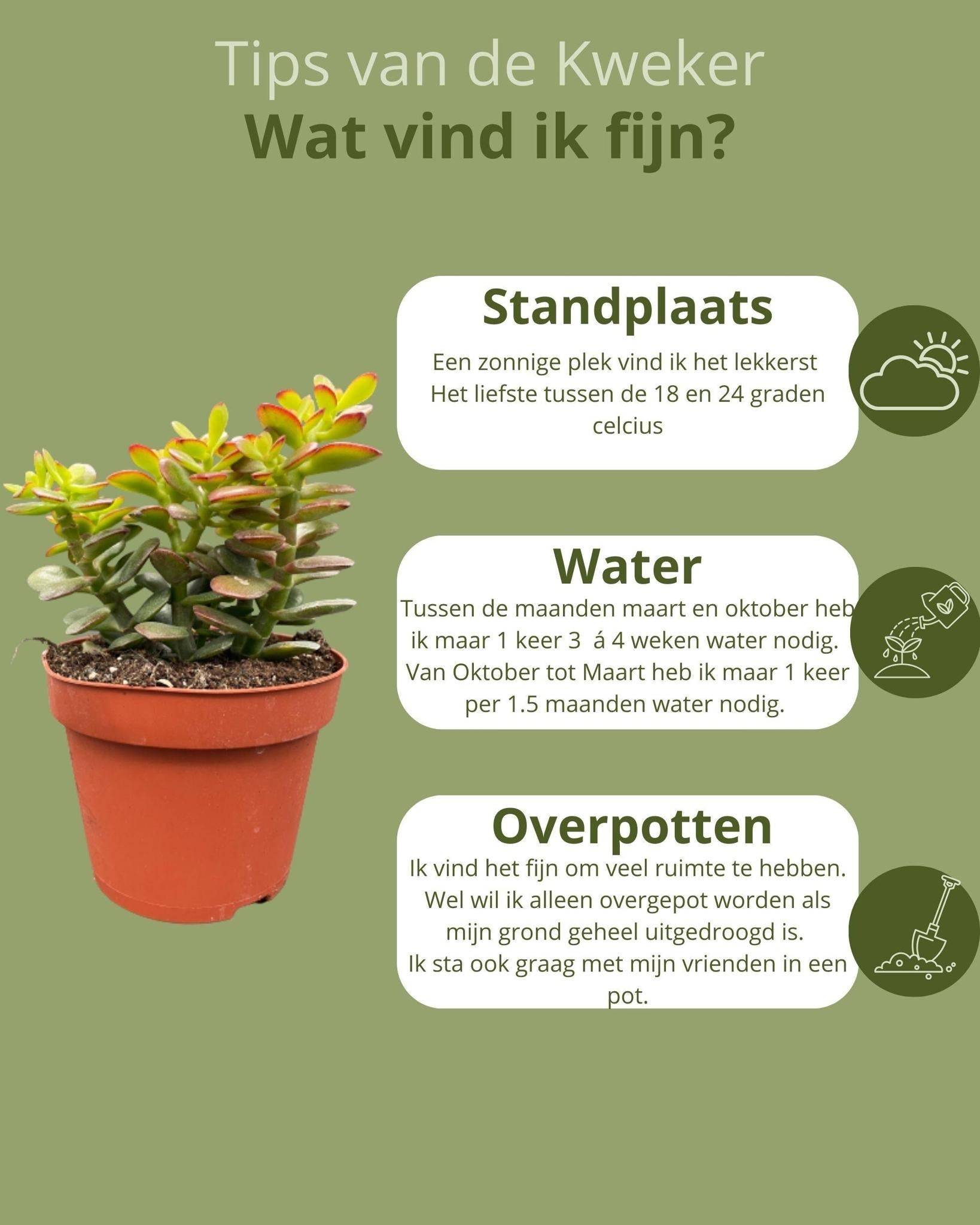 Crassula Minor - Lot de 3 Succulentes- La Green Touch - Image 5