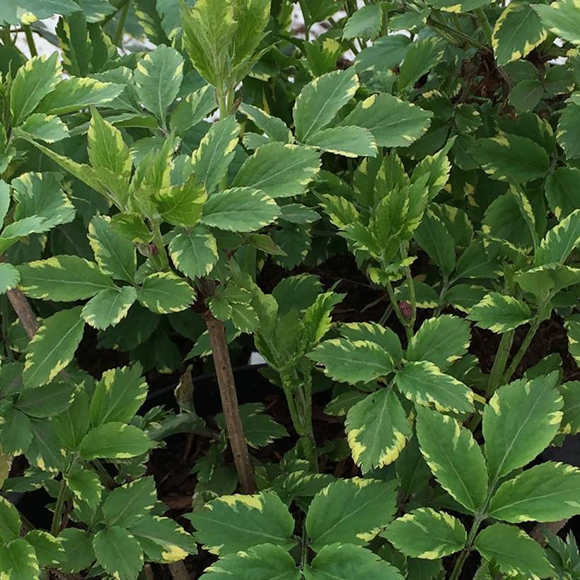 Sureau noir - Sambucus nigra Golden Spark Pot de 3L/4L - Image 1