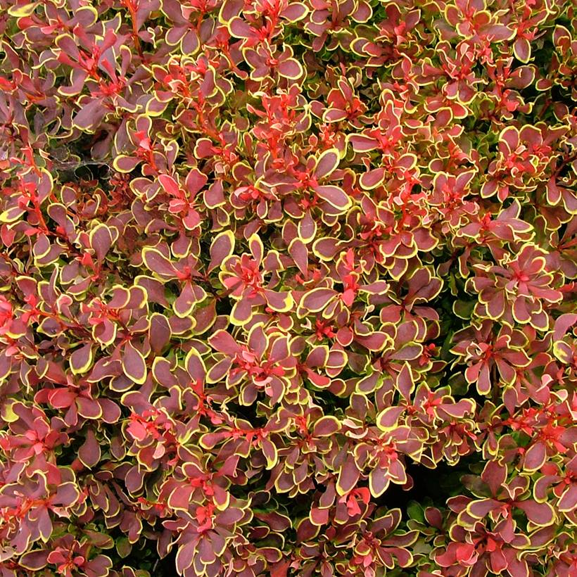 Promesse de Fleurs - Berberis thunbergii Golden Ruby - Epine-vinette Godet de 8/9 cm