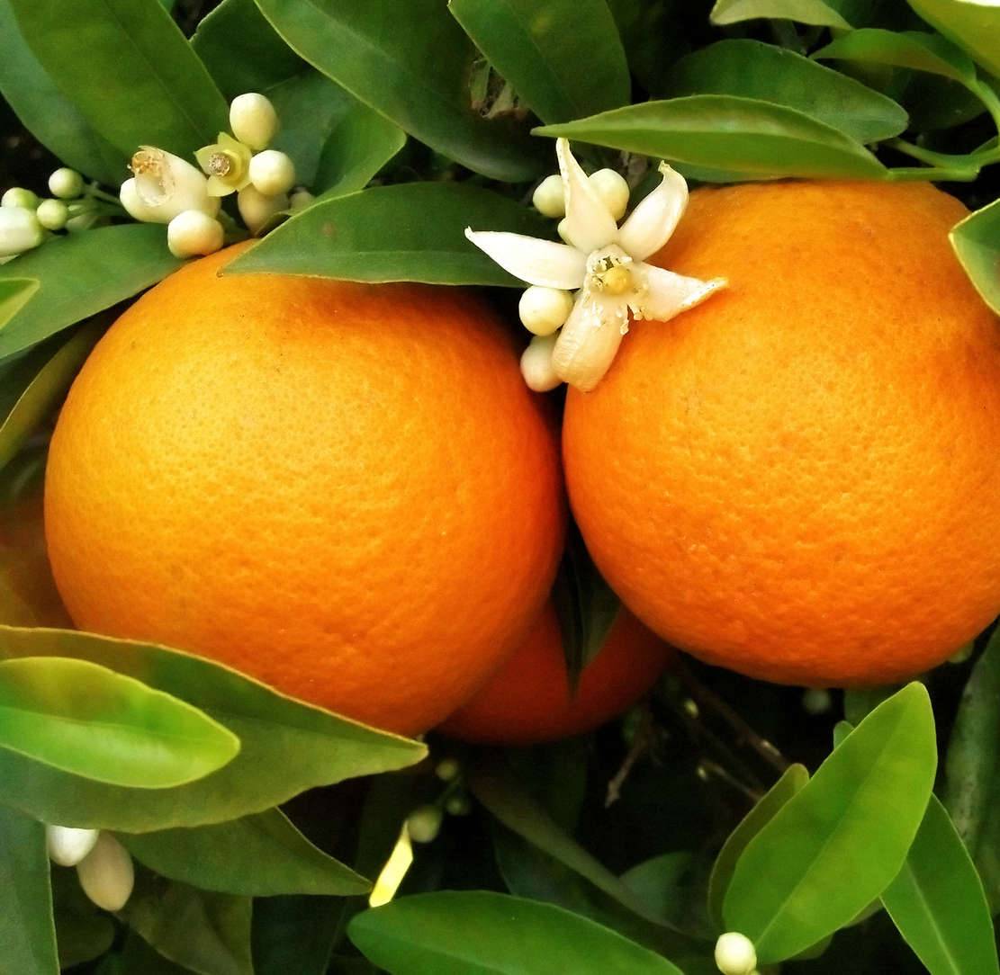 0 - Citrus sinensis var. Washington navel (oranger hatif sans pépins) Pot de 9 litres -140/160 cm - Image 1