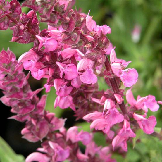 SALVIA nemorosa Rose Queen (Rosakönigin) - Sauge des bois Godet de 8/9 cm