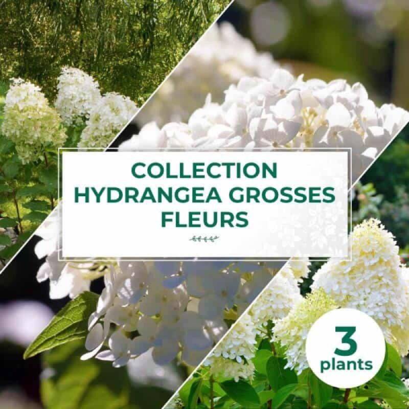 Collection 3 Hydrangea grosses fleurs - Godet 8cm et + - Pépinières Naudet - Image 1