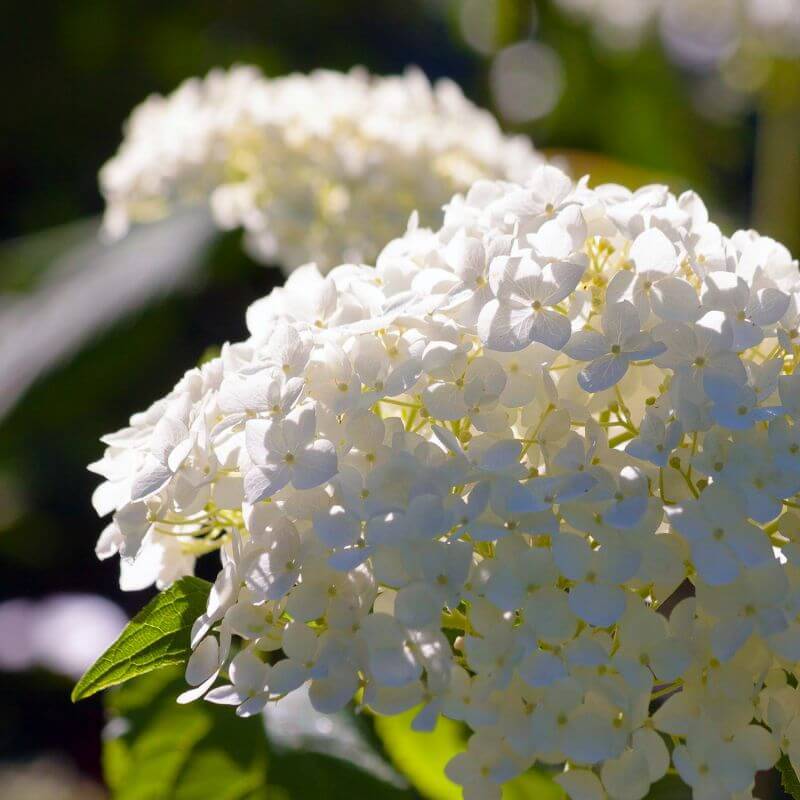 Collection 3 Hydrangea grosses fleurs - Godet 8cm et + - Pépinières Naudet - Image 3