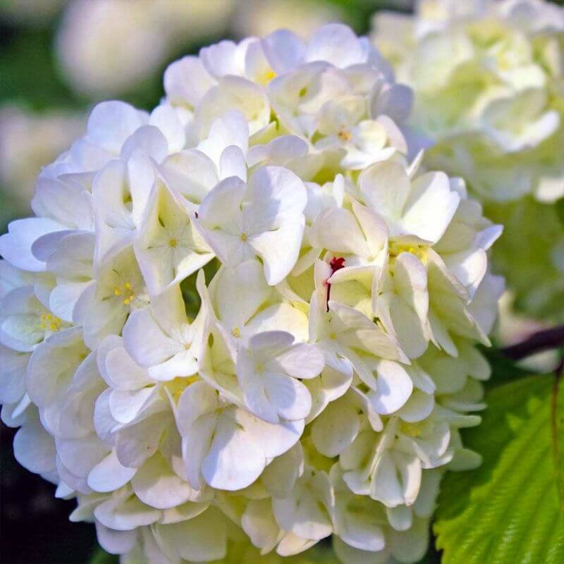 Collection 3 Hydrangea grosses fleurs - Godet 8cm et + - Pépinières Naudet - Image 2