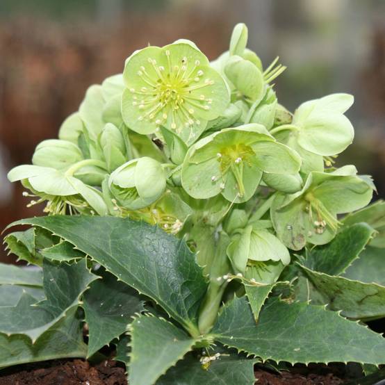 Promesse de Fleurs - Hellébore de Corse - Helleborus argutifolius Godet de 8/9 cm