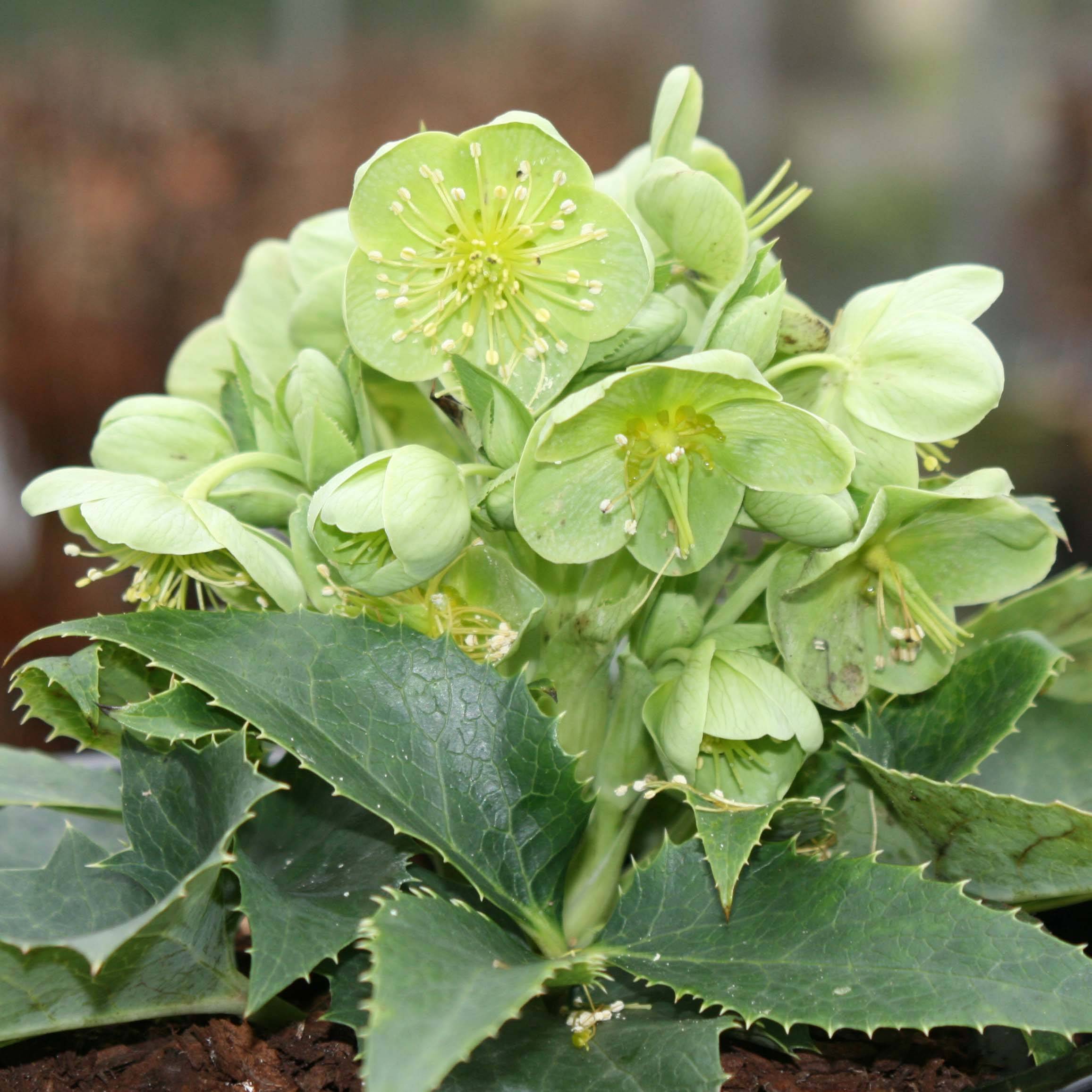 Promesse de Fleurs - Hellébore de Corse - Helleborus argutifolius  Godet de 8/9 cm