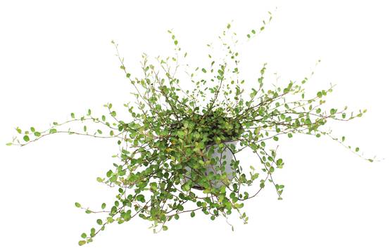 Muehlenbeckia complexa pot 10,5 cm - Image 1